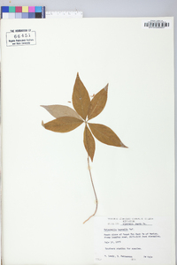 Trientalis borealis image