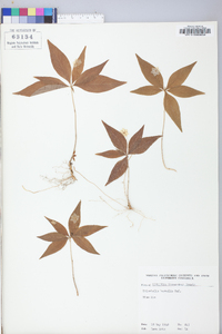 Trientalis borealis image