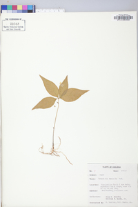 Trientalis borealis image