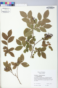 Vaccinium altomontanum image