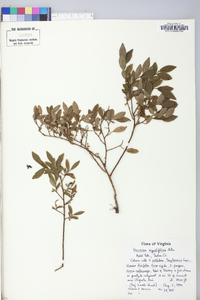 Vaccinium angustifolium image