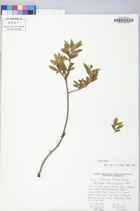 Vaccinium angustifolium image