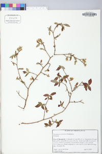 Vaccinium caesariense image