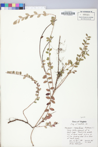 Vaccinium crassifolium image