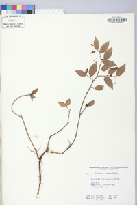 Vaccinium erythrocarpum image