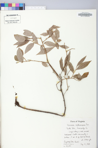 Vaccinium erythrocarpum image