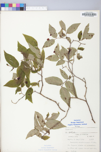 Vaccinium erythrocarpum image