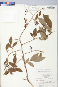 Vaccinium formosum image