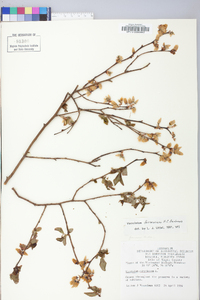 Vaccinium formosum image