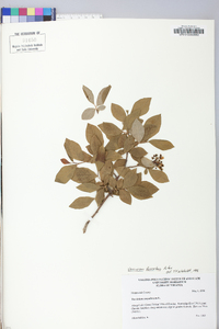 Vaccinium fuscatum image