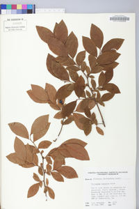 Vaccinium fuscatum image