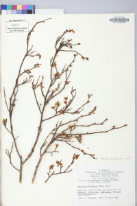 Vaccinium fuscatum image