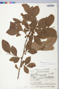 Vaccinium fuscatum image