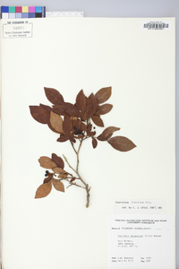 Vaccinium fuscatum image