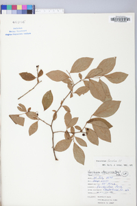 Vaccinium fuscatum image