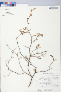 Vaccinium fuscatum image