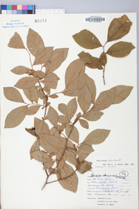 Vaccinium fuscatum image