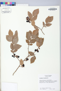 Vaccinium fuscatum image