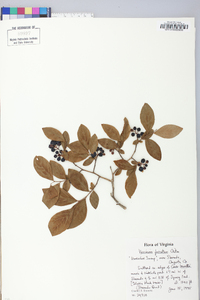 Vaccinium fuscatum image