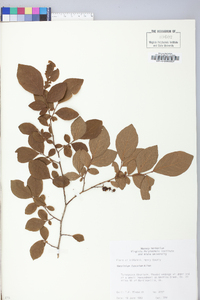 Vaccinium fuscatum image