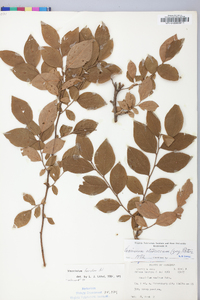 Vaccinium fuscatum image