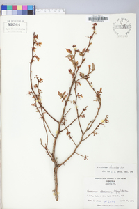 Vaccinium fuscatum image