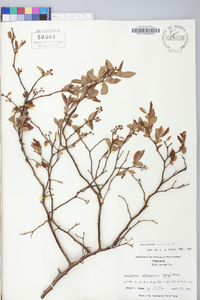 Vaccinium fuscatum image