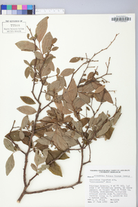 Vaccinium fuscatum image