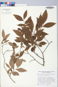 Vaccinium fuscatum image