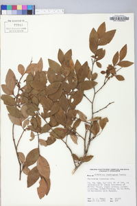 Vaccinium fuscatum image