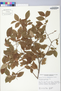 Vaccinium fuscatum image