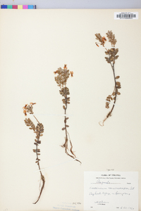 Vaccinium macrocarpon image