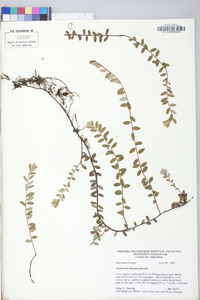 Vaccinium macrocarpon image