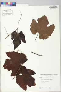 Vitis baileyana image