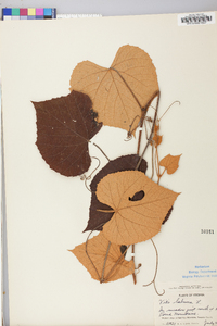 Vitis labrusca image