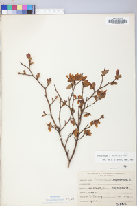 Vaccinium marianum image