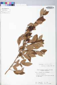 Vaccinium marianum image