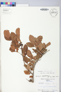 Vaccinium marianum image