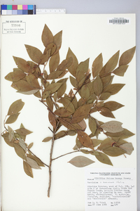 Vaccinium marianum image