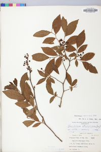 Vaccinium marianum image