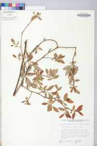 Vaccinium marianum image