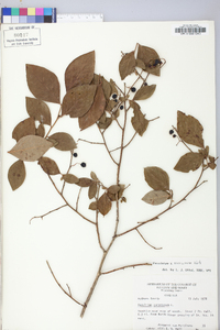 Vaccinium marianum image