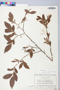 Vaccinium marianum image