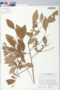 Vaccinium marianum image