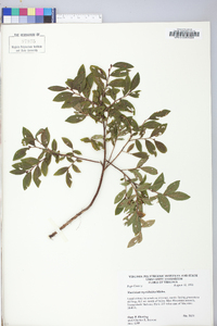 Vaccinium myrtilloides image