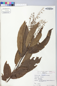 Oxydendrum arboreum image