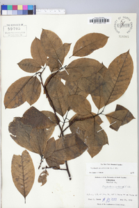 Oxydendrum arboreum image