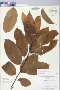 Oxydendrum arboreum image