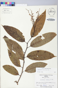 Oxydendrum arboreum image