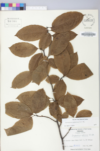 Oxydendrum arboreum image